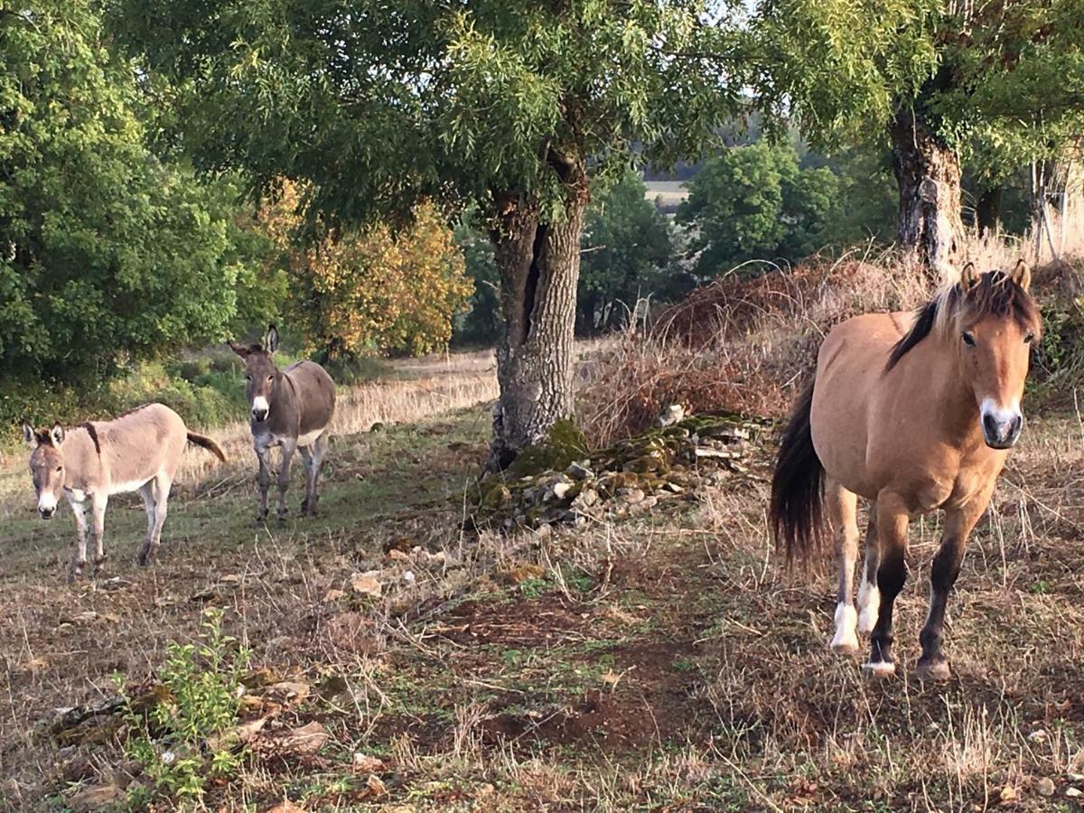Gites Les Demeures De Valette Azay-le-Brule Eksteriør bilde